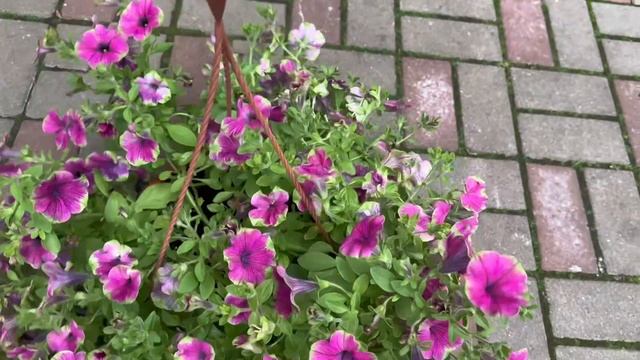 Что цветет на сегодня, 8 июля 2025 смотреть онлайн