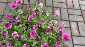 Что цветет на сегодня, 8 июля 2025