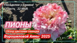Посиделки у камина: обзор цветения сеянцев пионов Ворошиловой А.Б.! Часть 2 / Сад Ворошиловой
