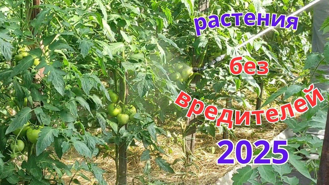 Важная обработка огурцов, томатов, перцев от вредителей самым безопасным средством.