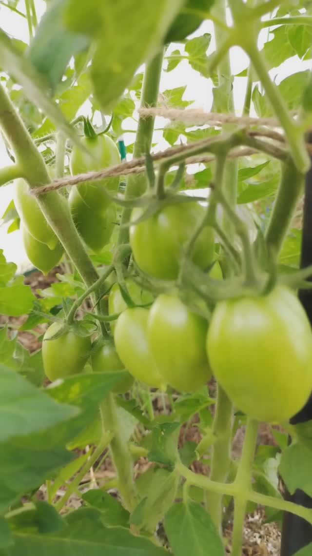 5 июля 2025 года томаты в открытом грунте. #5июля, #надаче, #томаты, #воткрытомгрунте