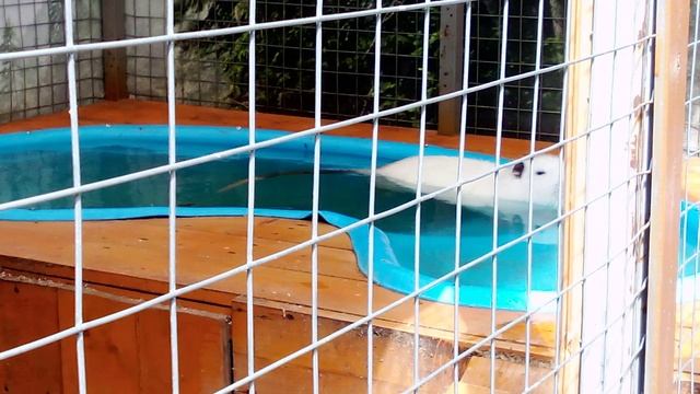 Городская ферма на ВДНХ. Обыкновенная нутрия.