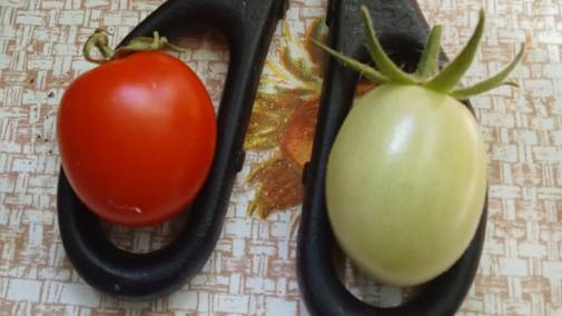 Помидоры. Как выращивать. Помидоры на окне. На подоконнике. Балконный, домашний сорт. Черри. Блины смотреть онлайн