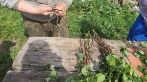 Вяжем веники в баню в Потеряевке. Быт.37:7  вот, мы вяжем снопы посреди поля... 2025.07.05