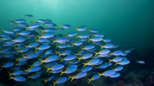 Большой, барьерный риф !