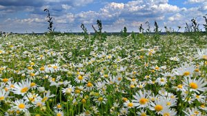 РОМАШКОВОЕ ПОЛЕ