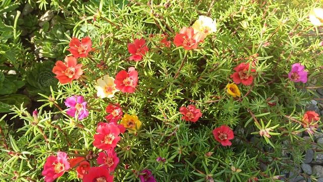 Красивые моменты июля! смотреть онлайн