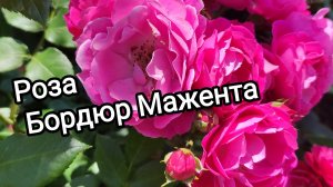 Роза Бордюр Мажента, Дельбар