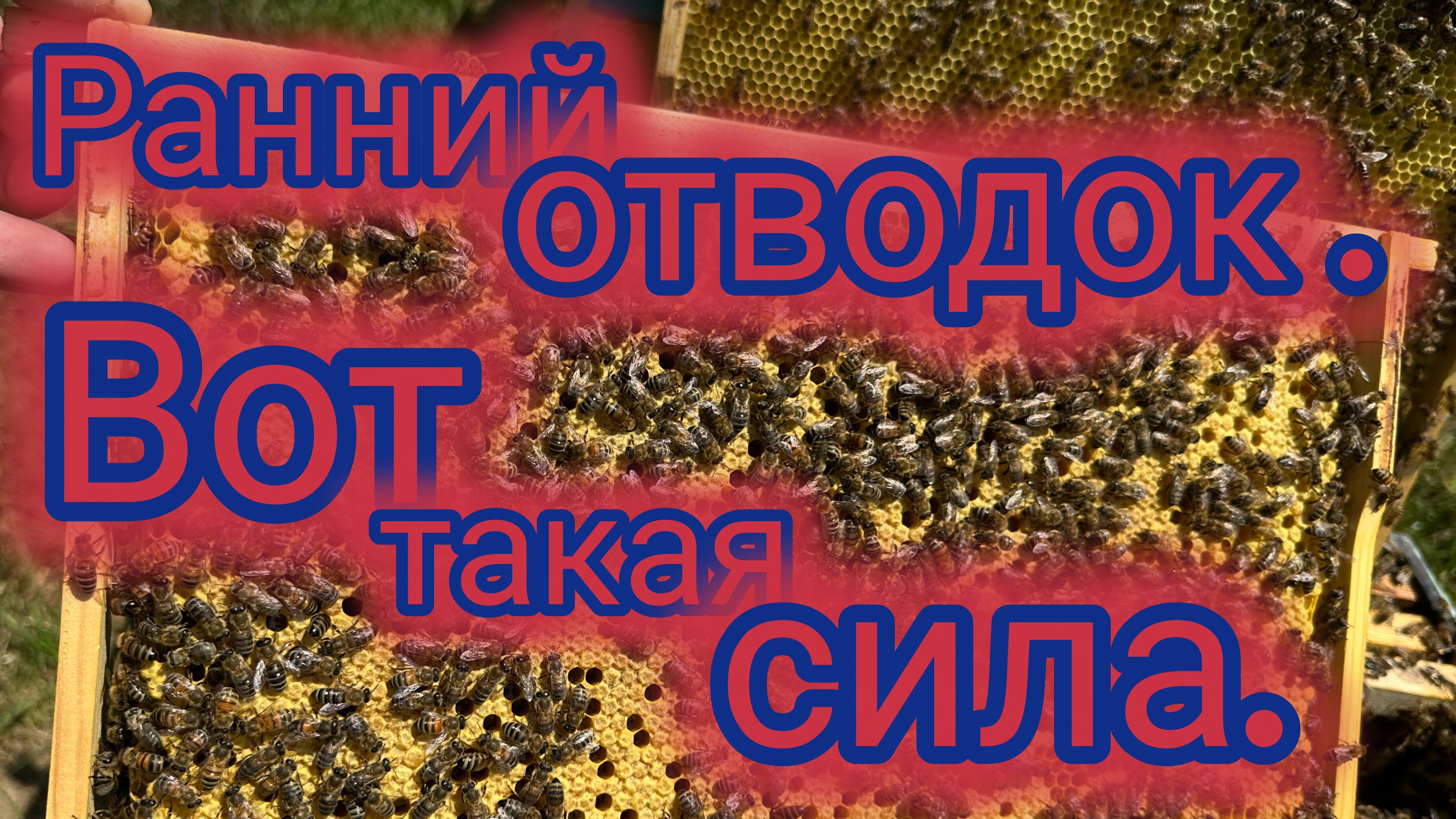 Ранний отводок.Вот такая сила смотреть онлайн