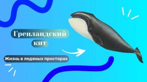Гренландский кит! Жизнь в ледяных просторах