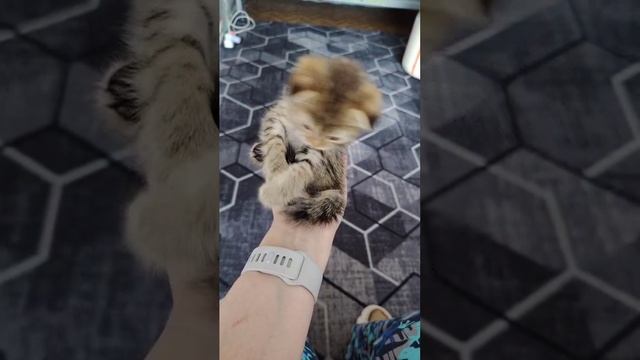 Коржик-чудо наше мелкое 🥰😍 смотреть онлайн