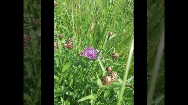 Мелодия инструмента гусли и прекрасное лето.mp4 смотреть онлайн