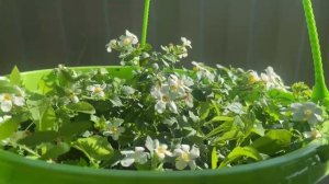 Бакопа зацвела. Блутопия, сноутопия, пинктопия. 6 июля