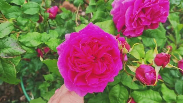 ЦВЕТУТ РОЗЫ НЕ СМОТРЯ НА НЕПОГОДУ 08.07.25г.🌹💖ЛЕНОБЛАСТЬ. смотреть онлайн