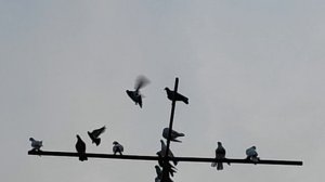 7.07.2025г Подъем Голубей поздним Вечером.