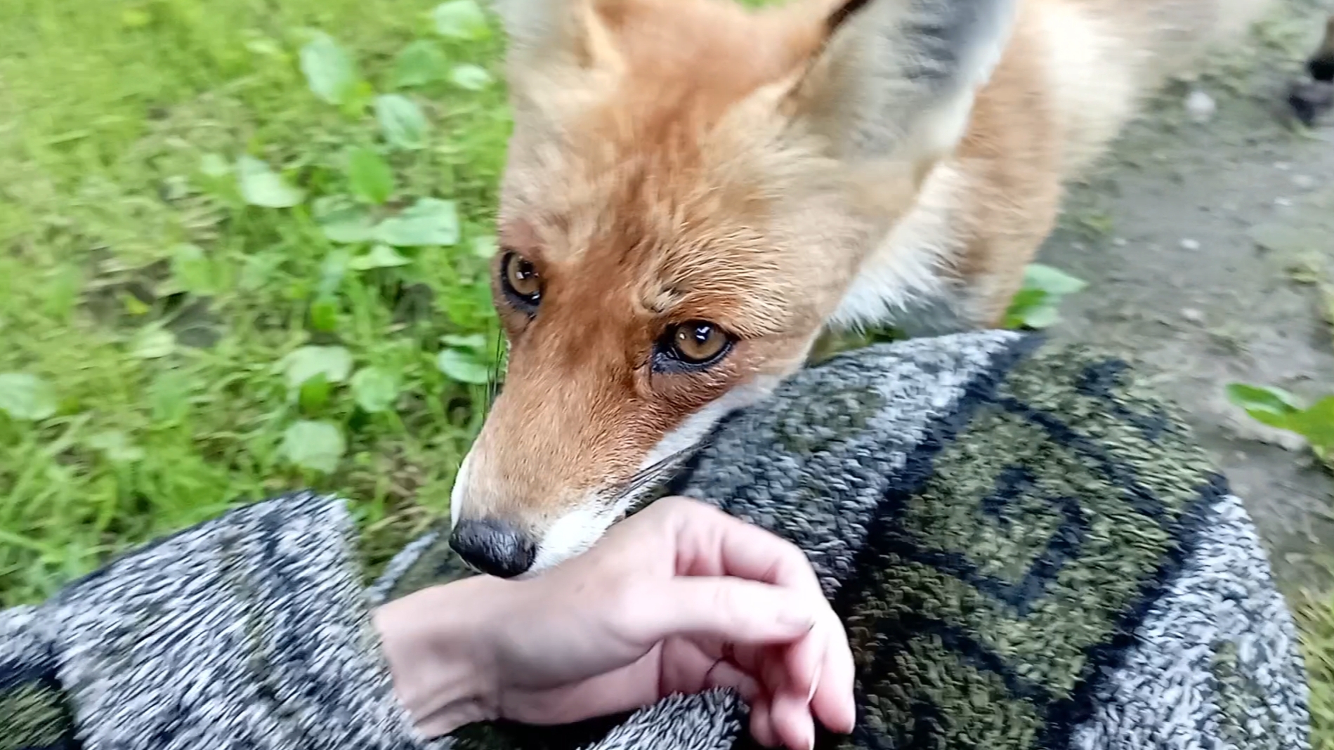 1060) Лиса и ёжик приходят в гости. Июль 2025 смотреть онлайн