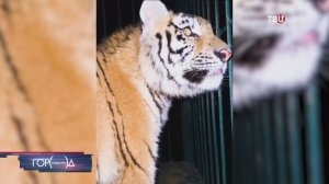 Тигренка и леопарда выхаживают в парке-приюте "Земля прайда" / Город новостей на ТВЦ