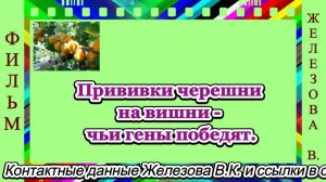Прививки черешни на вишни - чьи гены победят.