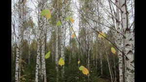 Листопад · Протоиерей Геннадий Заридзе