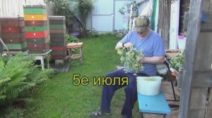 Июль , тепло ,фацелия