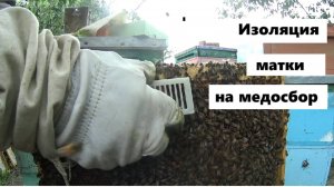 Изоляция матки на медосбор.