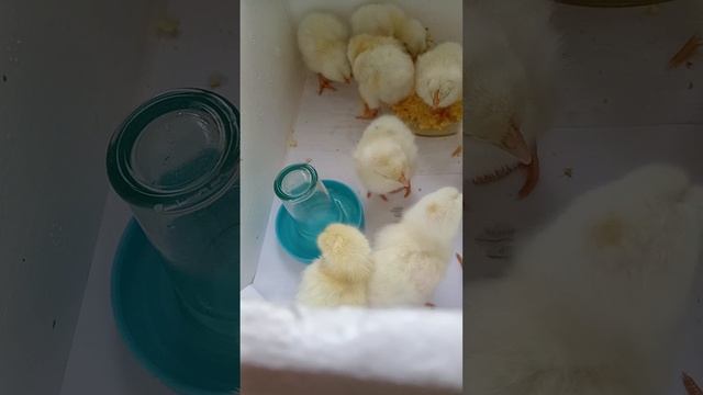 Цыплята учатся кушать.