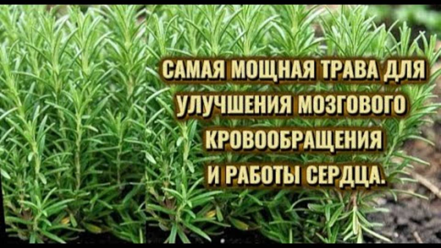 САМАЯ МОЩНАЯ ТРАВА ДЛЯ УЛУЧШЕНИЯ КРОВООБРАЩЕНИЕ ГОЛОВНОГО МОЗГА И РАБОТЫ СЕРДЦА. смотреть онлайн