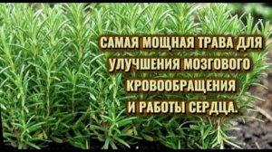 САМАЯ МОЩНАЯ ТРАВА ДЛЯ УЛУЧШЕНИЯ КРОВООБРАЩЕНИЕ ГОЛОВНОГО МОЗГА И РАБОТЫ СЕРДЦА.