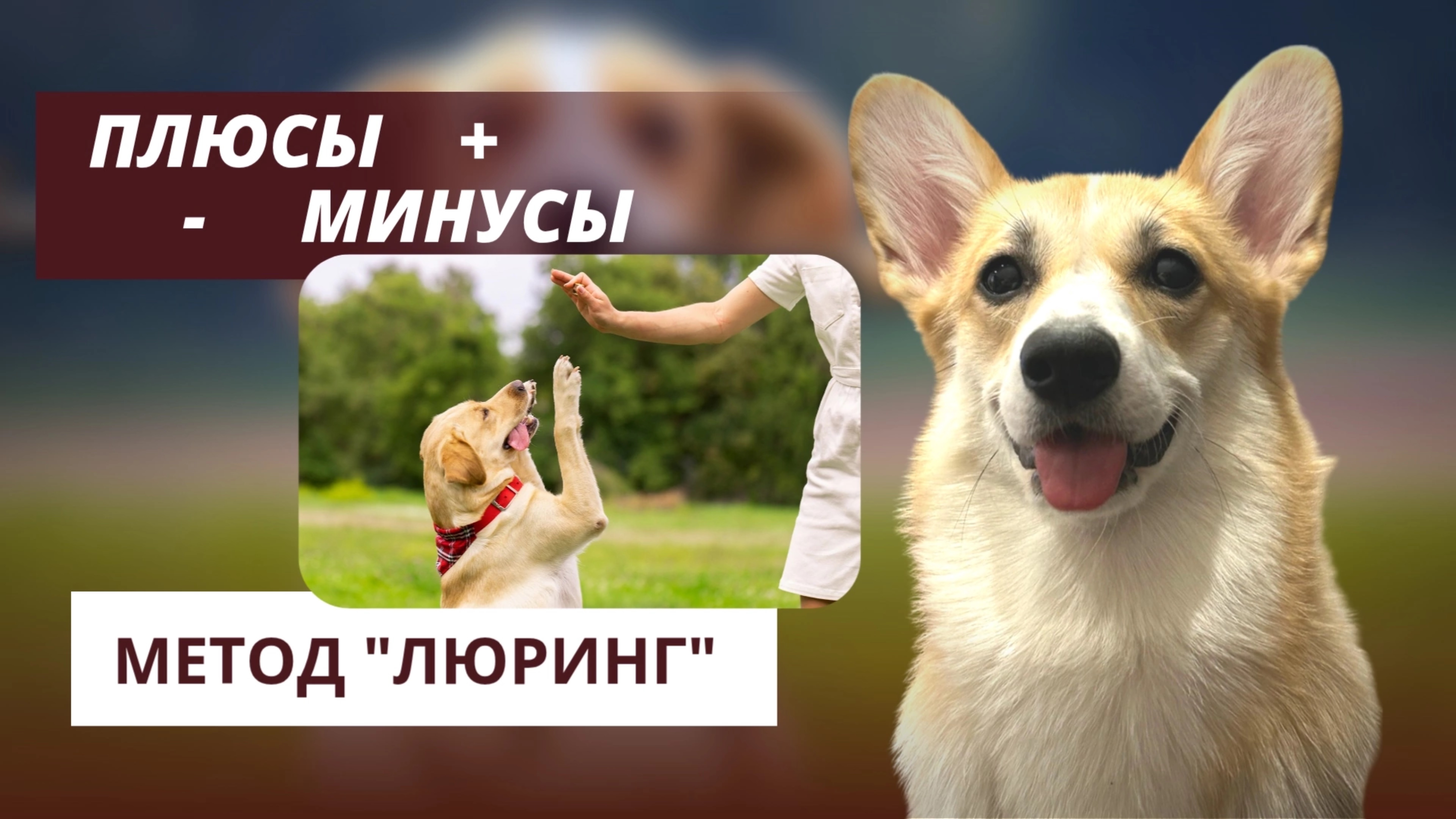 Плюсы и минусы метода Люринг (подманивание)