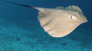 Скат-хвостокол напал на липчанина на центральном пляже Анапы