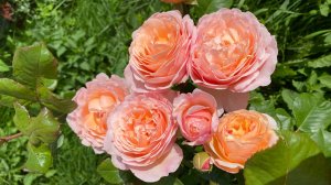 Роза Принцесса Шарлин де Монако, краткий отзыв о розе