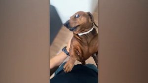 NEW! BRAIN TIME.  When Dogs Show Their Temper 🐶🔥