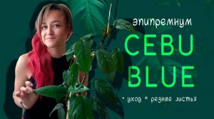 Эпипремнум CEBU BLUE / Как добиться РЕЗНЫХ листьев / Условия содержания и особенности