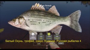 Белый Окунь, трофей, озеро Лосиное, Русская рыбалка 4, место ловли, сборка снасти, приманка на окуня