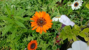 Венидиум продолжает цветение