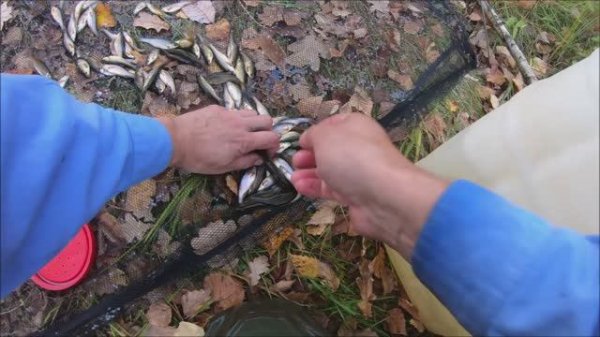 ЛОВЛЯ ЖИВЦА ПОДЪЕМНИКОМ. Catching live bait with a hoist