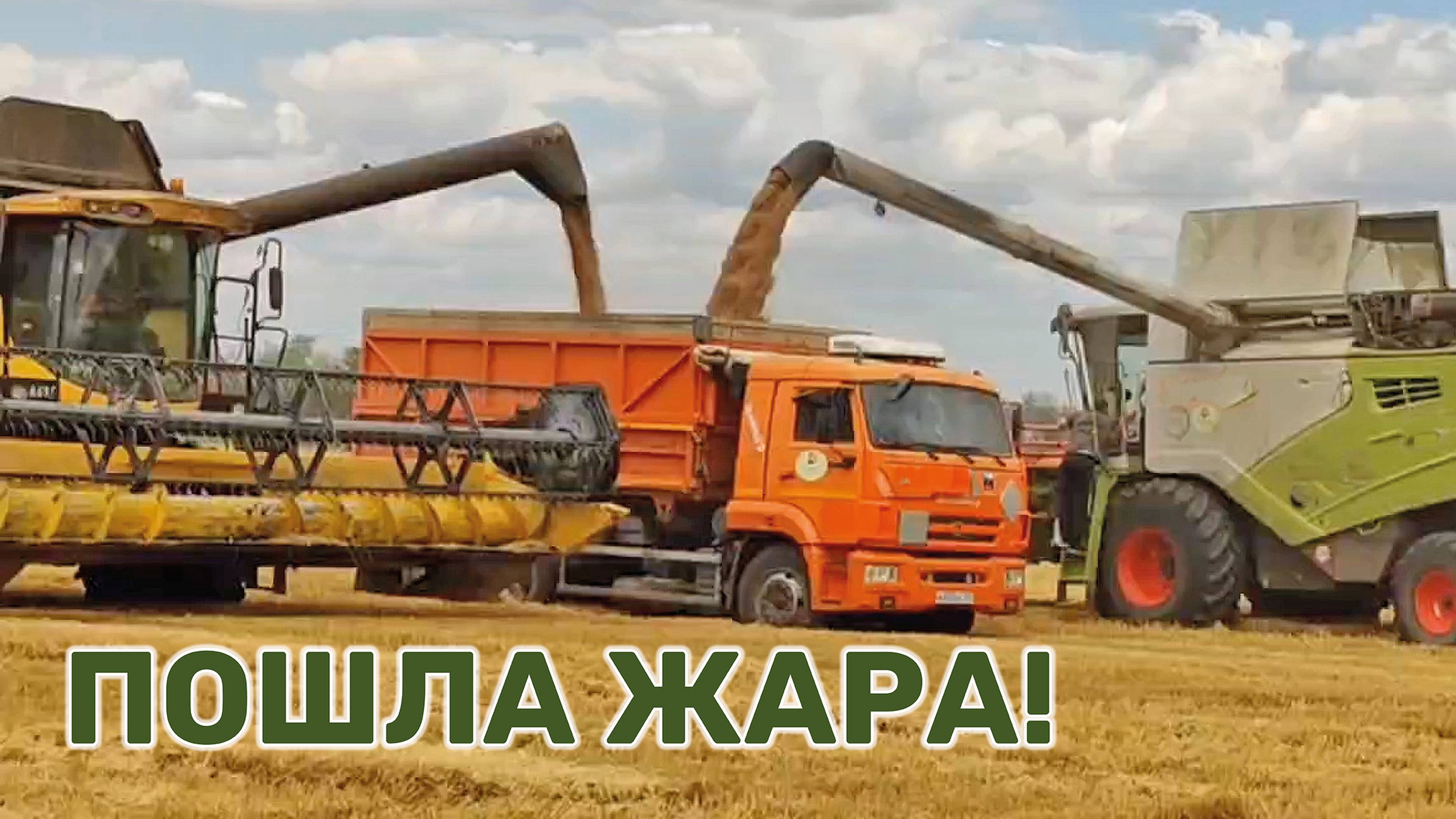 На Кубани в разгаре уборка хлеба смотреть онлайн