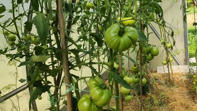 Томаты. Собираем урожай. смотреть онлайн