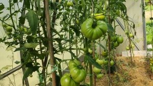 Томаты. Собираем урожай.