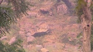 Бхакти Чайтанья Свами - Парикрама вокруг Говардхана