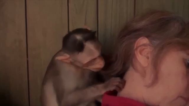 ASMR Monkey смотреть онлайн