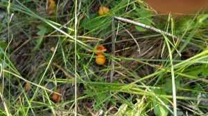 Абрикос Ранний Фатьянова в Сибири