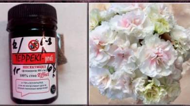 Ч.2 Как я победила вредителей на пеларгониях: история борьбы и спасения любимых растений смотреть онлайн