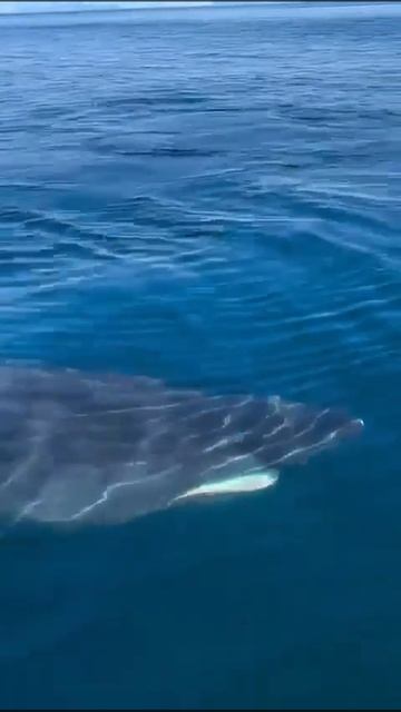 Акула в Андреевке? Нейросети тоже хотят хайпа смотреть онлайн