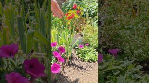 Как лучше выращивать петунию Парпл Опера