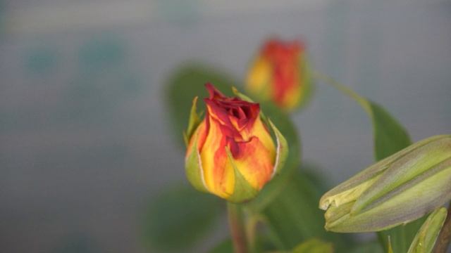 Цветы смотреть онлайн