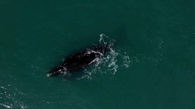 Киты с детенышами резвятся в воде возле пляжей Бразилии смотреть онлайн