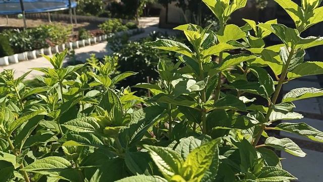 Замульчировала цветник🌺 самая ранняя гортензия в моём саду Петит Стар🌺 смотреть онлайн