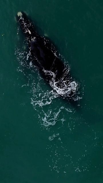 Невероятное зрелище 🐋 смотреть онлайн