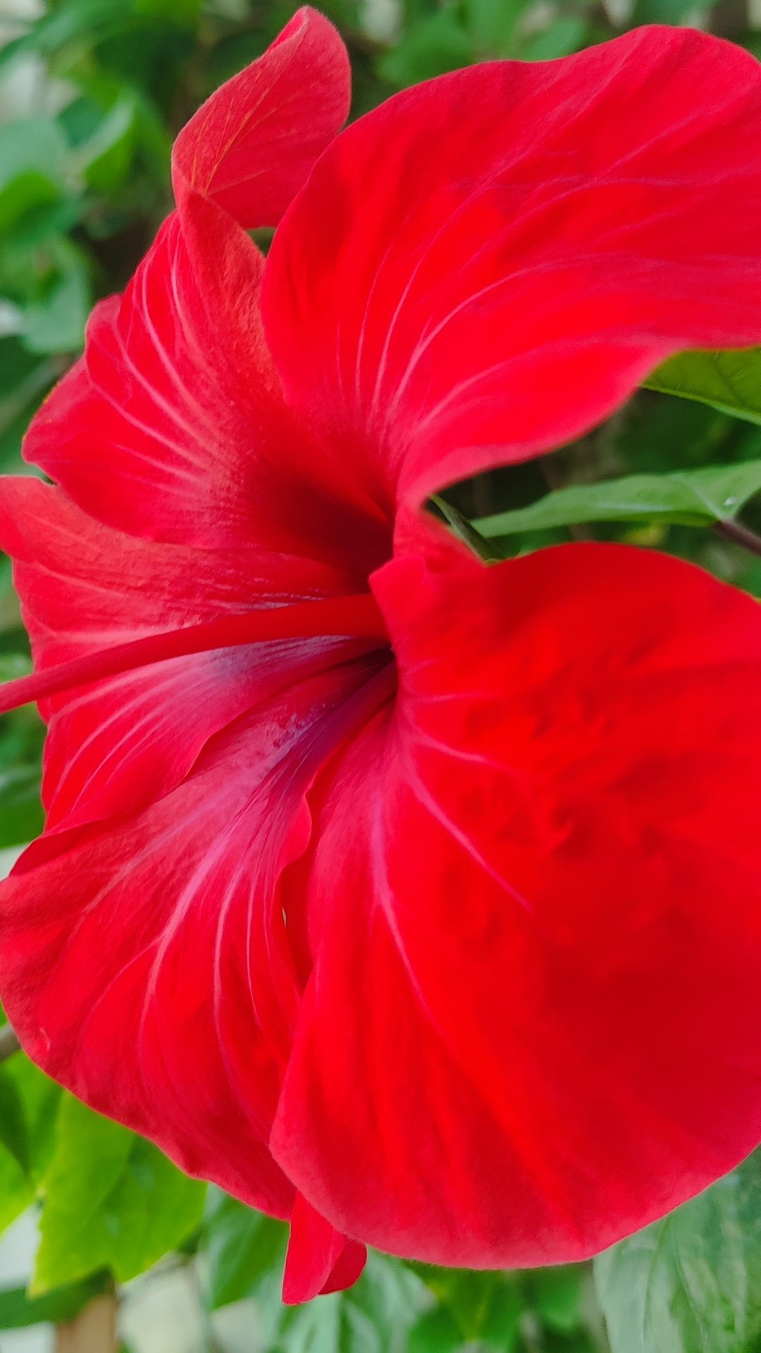 Цветение Гибискуса смотреть онлайн